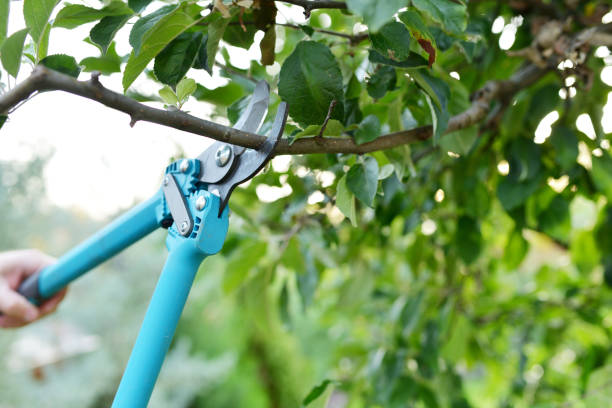 Best Tree Pruning Services  in Cincinnati, OH